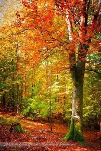 Chemin traversant une forêt aux feuillages orange et doré